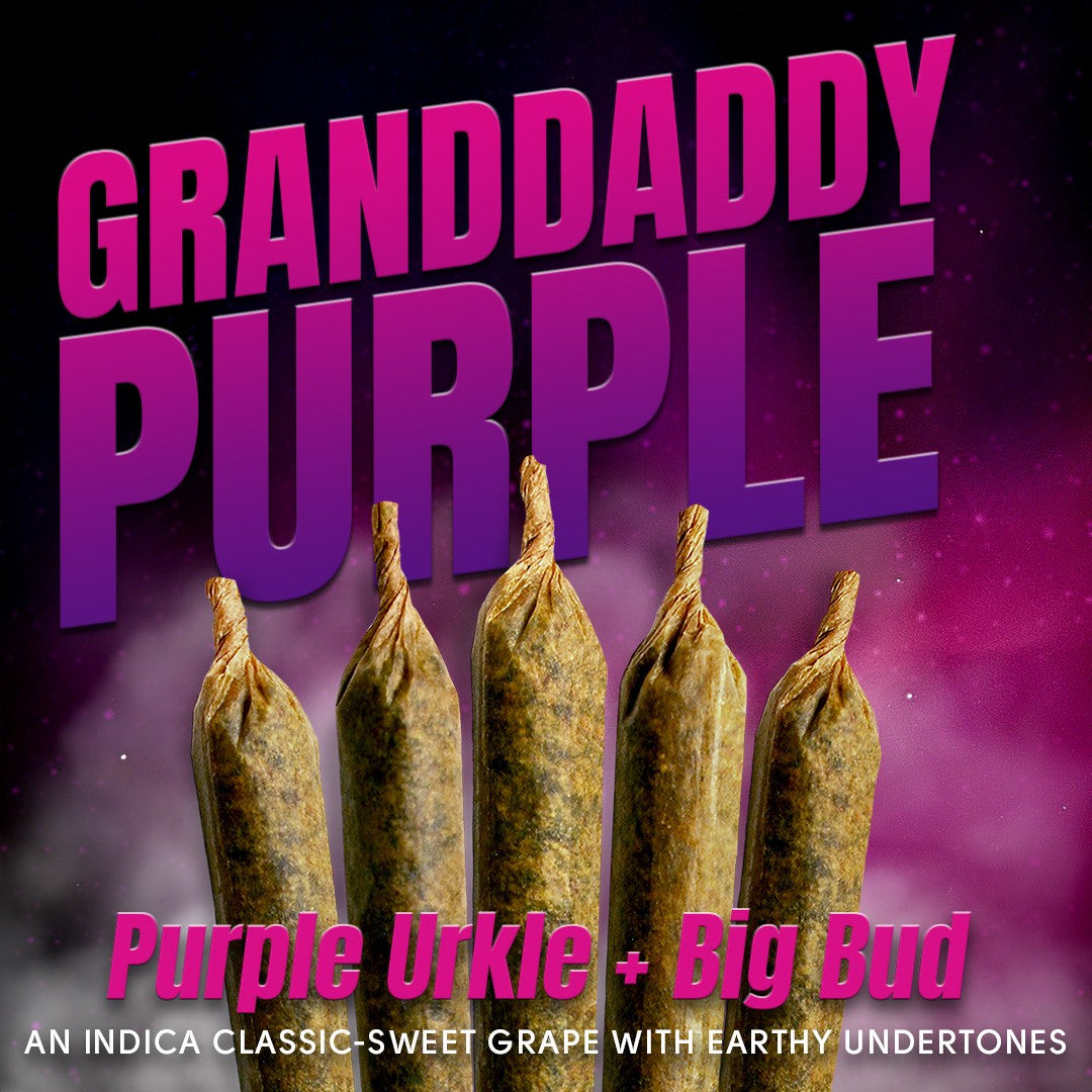 Granddaddy Purple Shatter Infused Pre-Rolls (5 x 0.5g